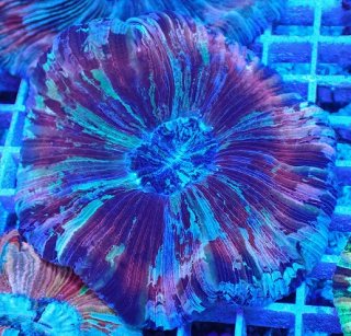 オオバナ を買うならアクアスタイルユー｜大阪からサンゴを全国に販売