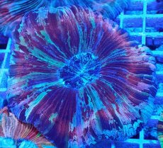 画像2: No.15 オオバナサンゴ マルチカラー　　【迫力ある大きめサイズ！】 (2)