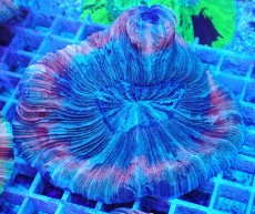 画像1: No.16 オオバナサンゴ マルチカラー　　【迫力ある大きめサイズ！】 (1)