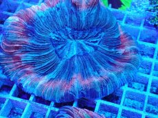 画像2: No.16 オオバナサンゴ マルチカラー　　【迫力ある大きめサイズ！】 (2)