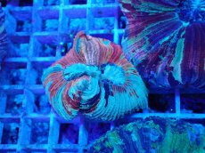 画像1: No.17 オオバナサンゴ マルチカラー (1)