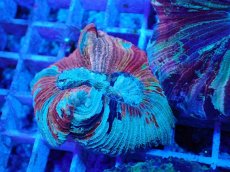 画像2: No.17 オオバナサンゴ マルチカラー (2)