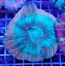 画像1: No.18 オオバナサンゴ マルチカラー　　【迫力ある大きめサイズ！】 (1)