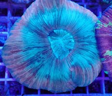 画像2: No.18 オオバナサンゴ マルチカラー　　【迫力ある大きめサイズ！】 (2)