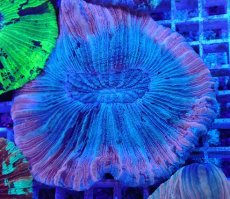 画像1: No.19 オオバナサンゴ マルチカラー　　【迫力ある大きめサイズ！】 (1)