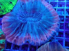 画像2: No.19 オオバナサンゴ マルチカラー　　【迫力ある大きめサイズ！】 (2)