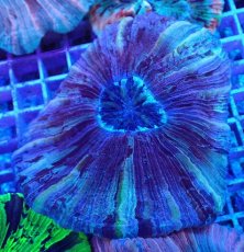 画像1: No.20 オオバナサンゴ マルチカラー　　【迫力ある大きめサイズ！】 (1)