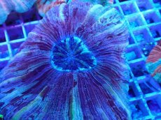 画像2: No.20 オオバナサンゴ マルチカラー　　【迫力ある大きめサイズ！】 (2)