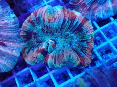 画像1: No.21 オオバナサンゴ マルチカラー (1)