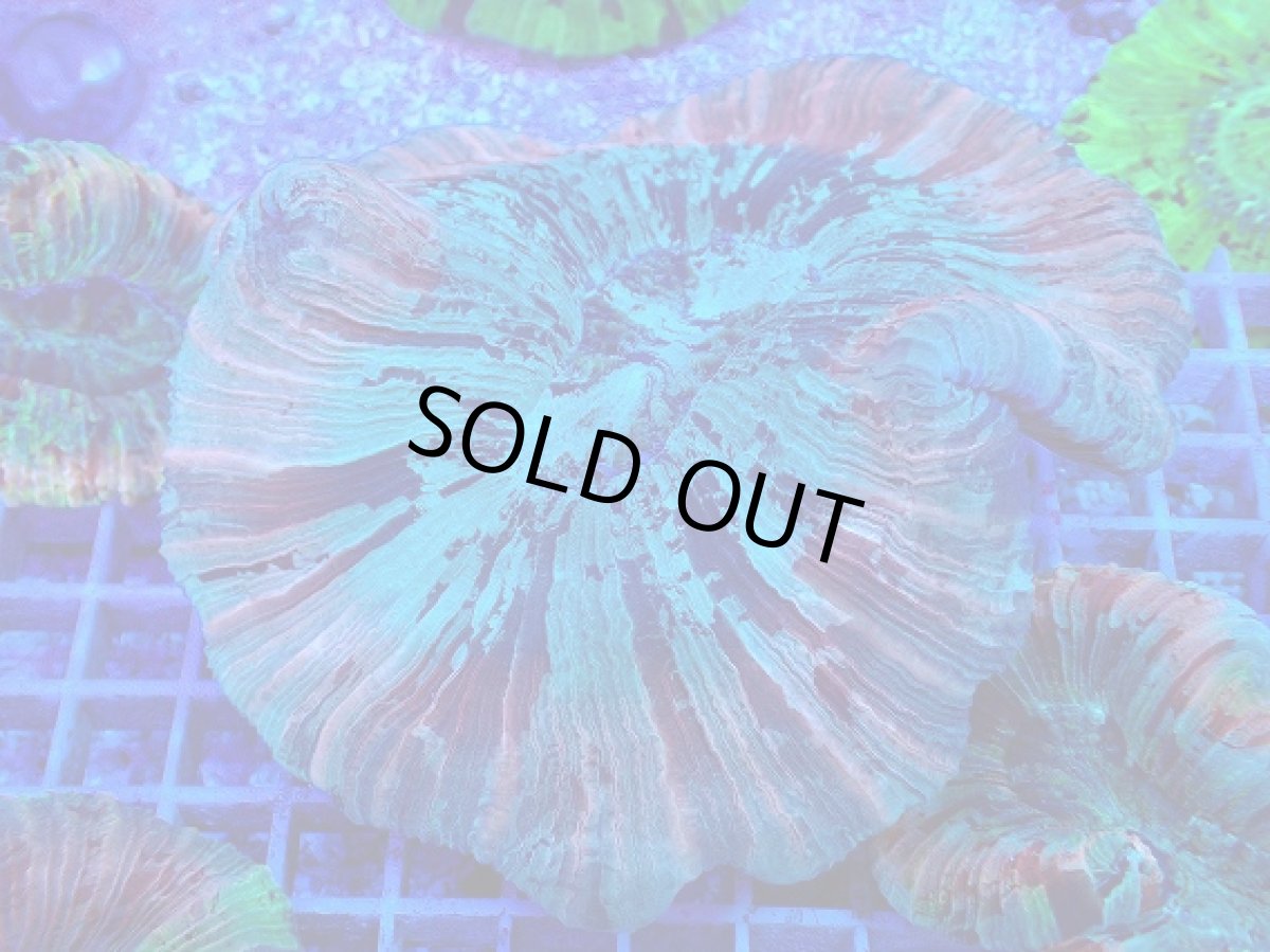 画像1: No.22 オオバナサンゴ マルチカラー　　【迫力ある大きめサイズ！】 (1)