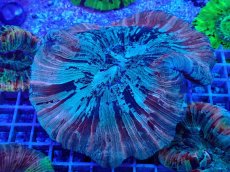 画像1: No.22 オオバナサンゴ マルチカラー　　【迫力ある大きめサイズ！】 (1)