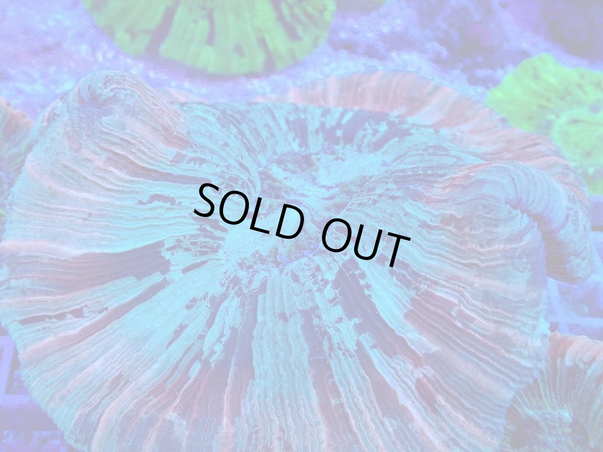 画像2: No.22 オオバナサンゴ マルチカラー　　【迫力ある大きめサイズ！】 (2)