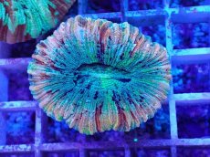 画像1: No.23 オオバナサンゴ マルチカラー (1)