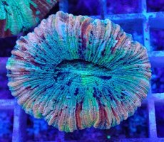 画像2: No.23 オオバナサンゴ マルチカラー (2)