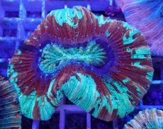 画像1: No.24 オオバナサンゴ マルチカラー (1)