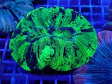 画像1: No.25 オオバナサンゴ メタリックグリーン (1)