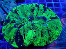 画像2: No.25 オオバナサンゴ メタリックグリーン (2)