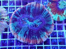 画像1: No.26 オオバナサンゴ マルチカラー (1)