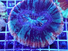 画像2: No.26 オオバナサンゴ マルチカラー (2)