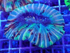 画像1: No.27 オオバナサンゴ マルチカラー (1)