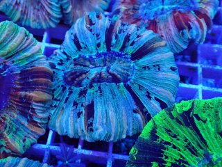 LPS全品 - AQUASTYLE YOU（アクアスタイルユー）