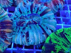 画像2: No.28 オオバナサンゴ マルチカラー (2)