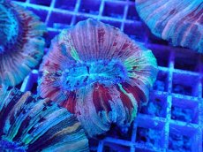 画像1: No.29 オオバナサンゴ マルチカラー (1)