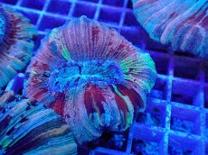 画像2: No.29 オオバナサンゴ マルチカラー (2)