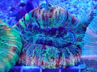 オオバナ を買うならアクアスタイルユー｜大阪からサンゴを全国に販売