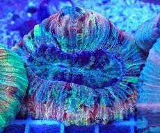 画像2: No.30 オオバナサンゴ マルチカラー (2)