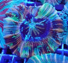 画像1: No.31 オオバナサンゴ マルチカラー (1)