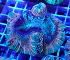 画像1: No.32 オオバナサンゴ マルチカラー (1)