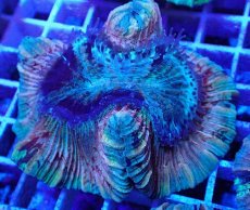 画像2: No.32 オオバナサンゴ マルチカラー (2)