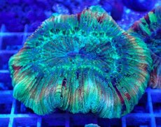 画像1: No.33 オオバナサンゴ マルチカラー (1)