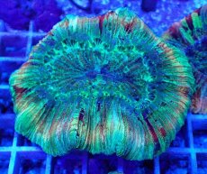 画像2: No.33 オオバナサンゴ マルチカラー (2)