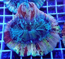 画像1: No.34 オオバナサンゴ マルチカラー (1)