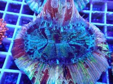 画像2: No.34 オオバナサンゴ マルチカラー (2)