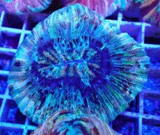 画像1: No.35 オオバナサンゴ マルチカラー (1)