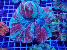 画像1: No.36 オオバナサンゴ マルチカラー　　【迫力ある大きめサイズ！】 (1)