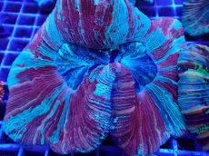 画像2: No.36 オオバナサンゴ マルチカラー　　【迫力ある大きめサイズ！】 (2)