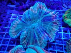 画像1: No.37 オオバナサンゴ マルチカラー　　【迫力ある大きめサイズ！】 (1)