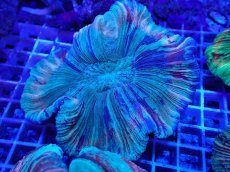 画像2: No.37 オオバナサンゴ マルチカラー　　【迫力ある大きめサイズ！】 (2)