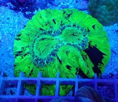画像1: No.38 オオバナサンゴ メタリックグリーン (1)