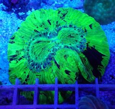 画像2: No.38 オオバナサンゴ メタリックグリーン (2)