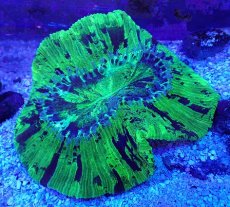 画像1: No.39 オオバナサンゴ メタリックグリーン　　【迫力ある大きめサイズ！】 (1)