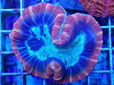 画像1: No.40 フィジー産 オオバナサンゴ マルチカラー (1)