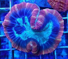 画像2: No.40 フィジー産 オオバナサンゴ マルチカラー (2)