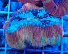 画像1: No.41 オオバナサンゴ マルチカラー (1)