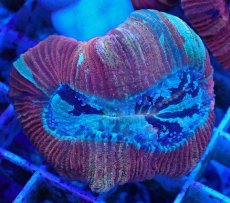 画像2: No.41 オオバナサンゴ マルチカラー (2)