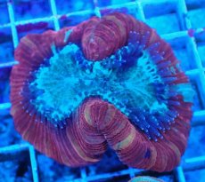 画像1: No.42 フィジー産 オオバナサンゴ マルチカラー (1)